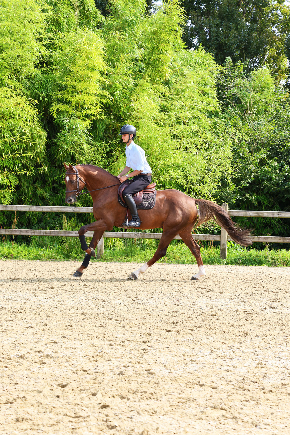 Untouched-Son-JPS---Photos-aout-2025-galop-monté-bis-(8)-web